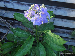Solanum wendlandii