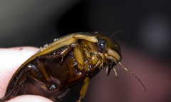 Dytiscus verticalis