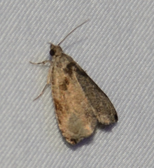 Olethreutes exoletum