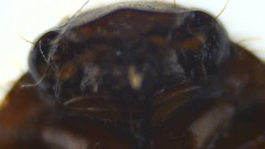 Scarabaeidae