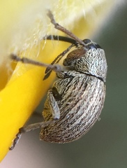 Exapion ulicis