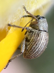 Exapion ulicis