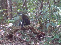 Cercopithecus ascanius