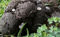 Coprinopsis stercorea