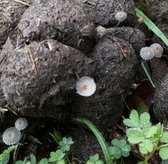 Coprinopsis stercorea