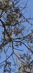 Albizia inundata