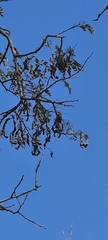 Albizia inundata