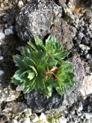 Micranthes stellaris