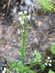 Cardamine breweri orbicularis