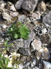 Micranthes stellaris