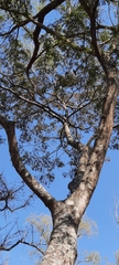 Albizia inundata