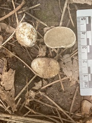 Rhizopogonaceae