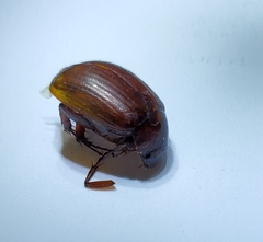Scarabaeidae