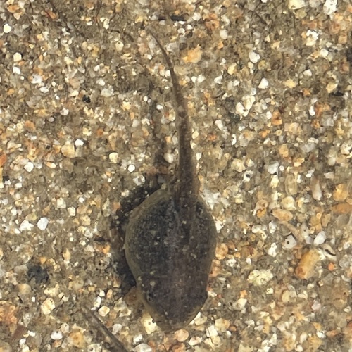 iNaturalist observation photo of Pacific chorus frog