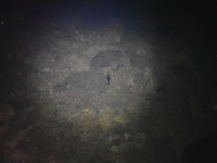 Paratya curvirostris