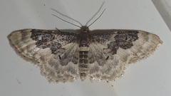 Idaea rusticata