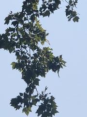 Platanus occidentalis