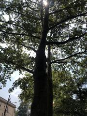 Platanus occidentalis