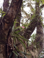Billbergia distachia