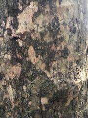 Platanus occidentalis