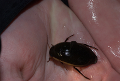 Dytiscus verticalis