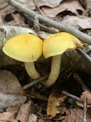 Cortinarius lewisii