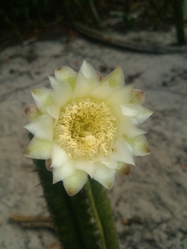 Pilosocereus arrabidae (Lem.) Byles & G.D.Rowley
