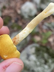 Cortinarius lewisii
