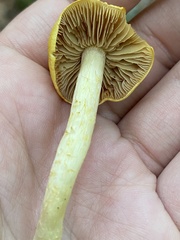 Cortinarius lewisii