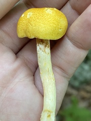 Cortinarius lewisii
