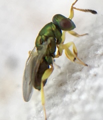 Mesopolobus tibialis