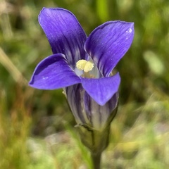 Gentianopsis holopetala