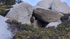 Heuchera hirsutissima