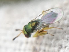 Mesopolobus tibialis