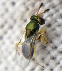 Mesopolobus tibialis