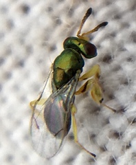 Mesopolobus tibialis