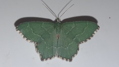 Hemithea aestivaria