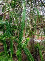 Melaleuca diosmifolia