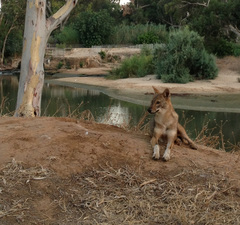 Canis aureus