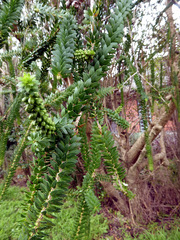 Melaleuca diosmifolia
