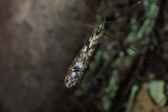 Discobola tessellata