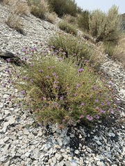 Monardella angustifolia