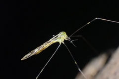 Discobola tessellata