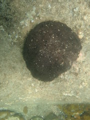 Irciniidae