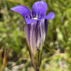 Gentianopsis holopetala