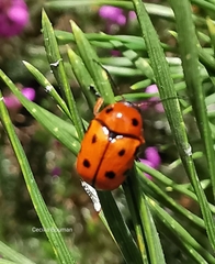 Cryptocephalus cynarae