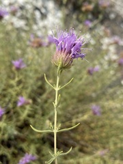 Monardella angustifolia