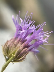 Monardella angustifolia