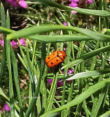 Cryptocephalus cynarae