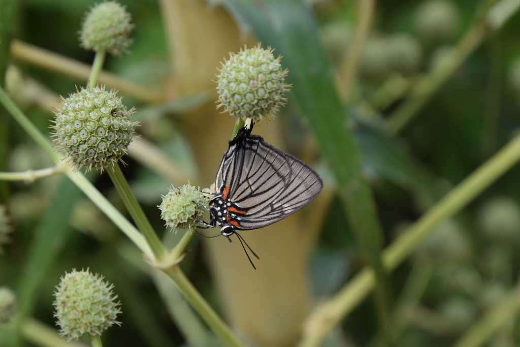 Atlides misma